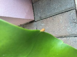 A tiny bud
