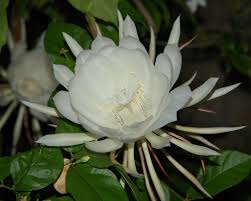 To a flower
